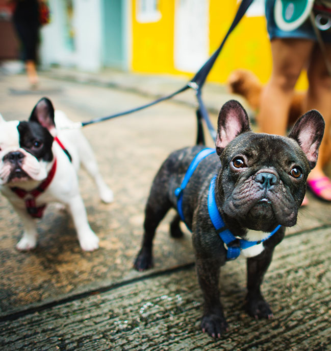 French Bulldogs