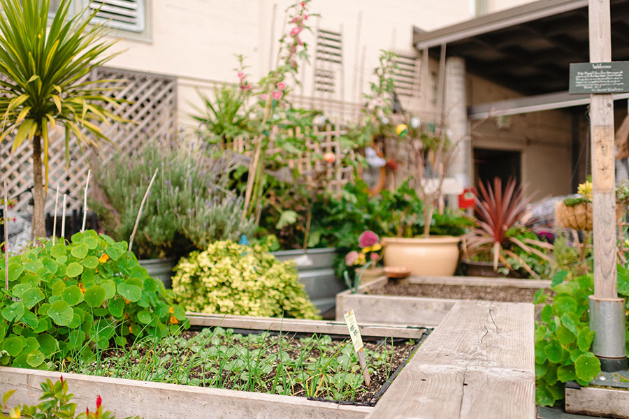 Urban garden at Pike Place Market