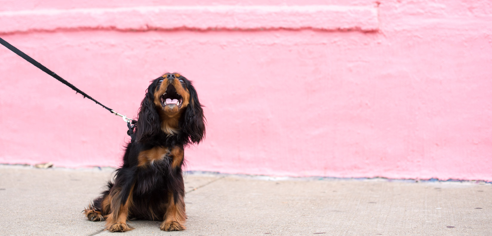 Curious dog in front of wall