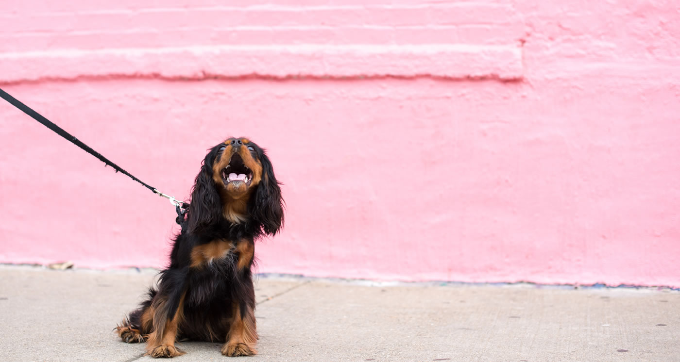 dog in front of pink wall