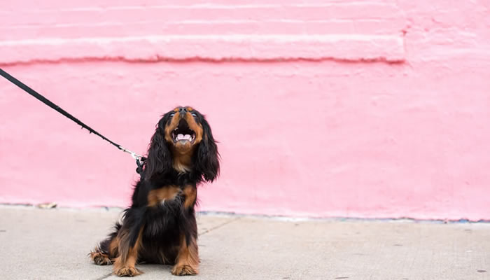 dog in front of pink wall